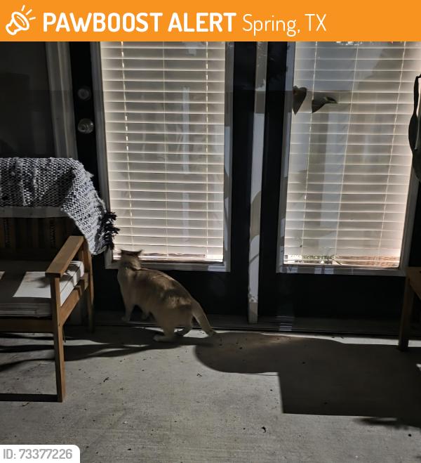 Found/Stray Female Cat last seen Rayford Crest Dr., Rayford Rd, Spring, TX 77386