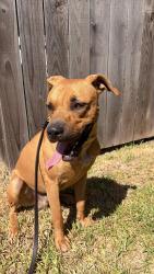 Found/Stray Male Dog last seen London gas station, Nueces County, TX 78415