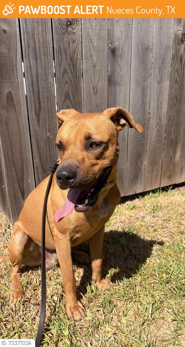 Found/Stray Male Dog last seen London gas station, Nueces County, TX 78415