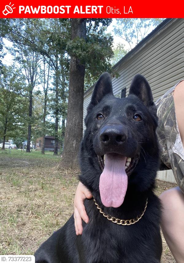 Lost Male Dog last seen Ian Johnson rd, Otis, LA 71466