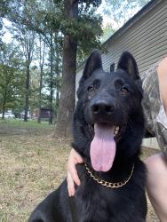 Lost Male Dog last seen Ian Johnson rd, Otis, LA 71466