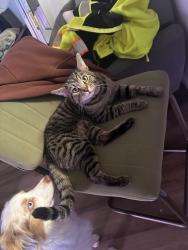 Lost Male Cat last seen Lakeside blvd e and S 236th st, Kent, WA 98032