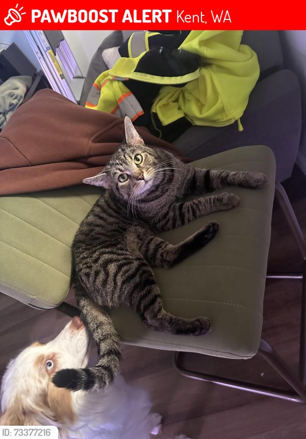Lost Male Cat last seen Lakeside blvd e and S 236th st, Kent, WA 98032