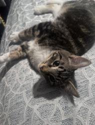 Lost Male Cat last seen 16th and Pines, Spokane Valley, WA 99216
