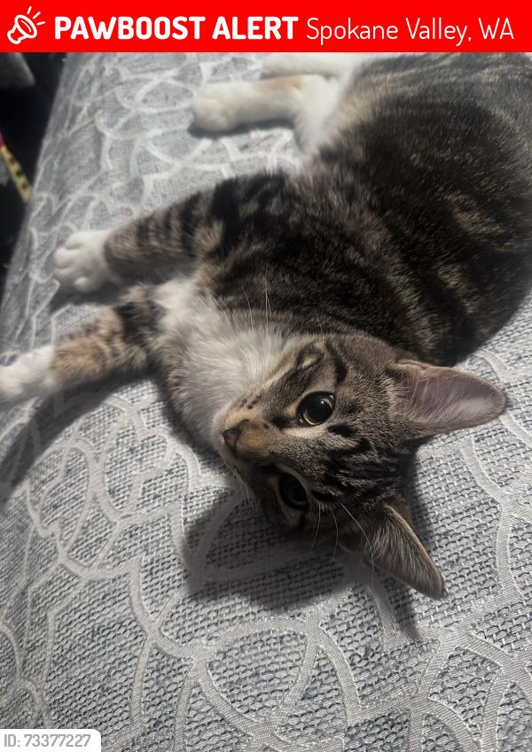 Lost Male Cat last seen 16th and Pines, Spokane Valley, WA 99216