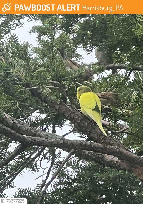 Found/Stray Unknown Bird last seen Mulberry Street, Nelson Street, Harrisburg, PA 17104