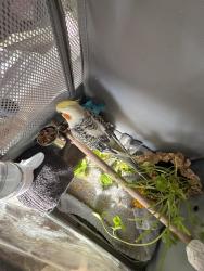 Found/Stray Male Bird last seen Lankershim/weddington, Los Angeles, CA 91606