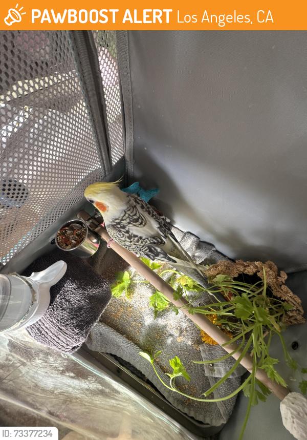 Found/Stray Male Bird last seen Lankershim/weddington, Los Angeles, CA 91606