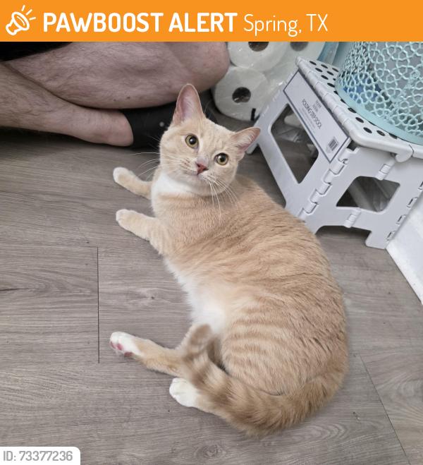 Found/Stray Female Cat last seen Rayford Crest Dr., Rayford Rd, Spring, TX 77386