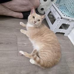 Found/Stray Female Cat last seen Rayford Crest Dr., Rayford Rd, Spring, TX 77386