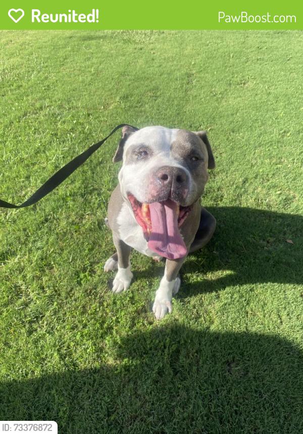 Reunited Male Dog last seen Fairhaven/Prospect, Santa Ana, CA 92705