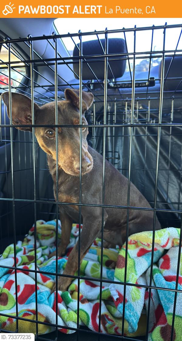 Found/Stray Male Dog last seen Grandview lane and amar, La Puente, CA 91744