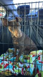 Found/Stray Male Dog last seen Grandview lane and amar, La Puente, CA 91744