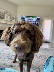 Reunited Male Dog last seen Wind river ln, Denton, TX 76210