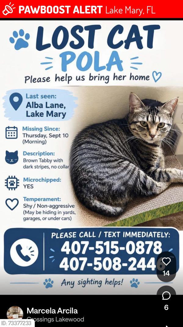 Lost Female Cat last seen Alba ln Lake mary, Lake Mary, FL 32746