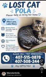 Lost Female Cat last seen Alba ln Lake mary, Lake Mary, FL 32746