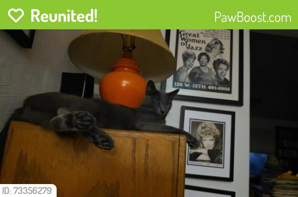 Reunited Male Cat last seen Rossmoyne Rd. Glendale, Glendale, CA 91207