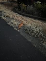 Found/Stray Unknown Cat last seen Trail next to 622 Hildebrand Cir, Folsom, CA 95630