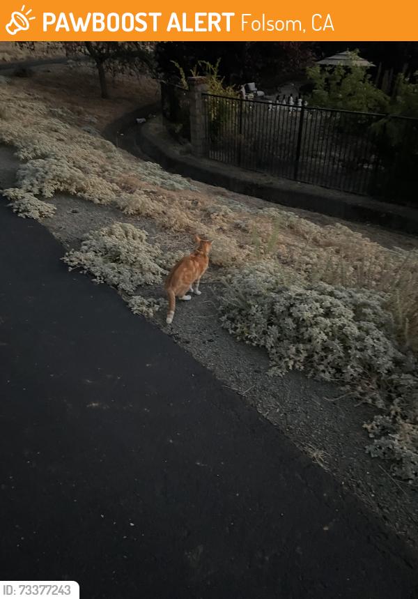 Found/Stray Unknown Cat last seen Trail next to 622 Hildebrand Cir, Folsom, CA 95630