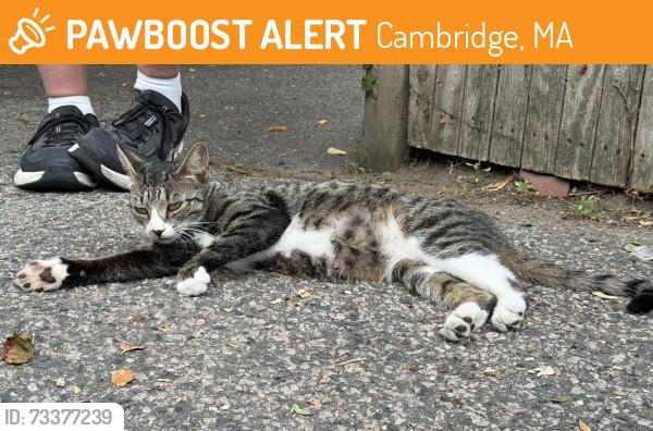 Found/Stray Female Cat last seen irving st and Cambridge st, Cambridge, MA 02138