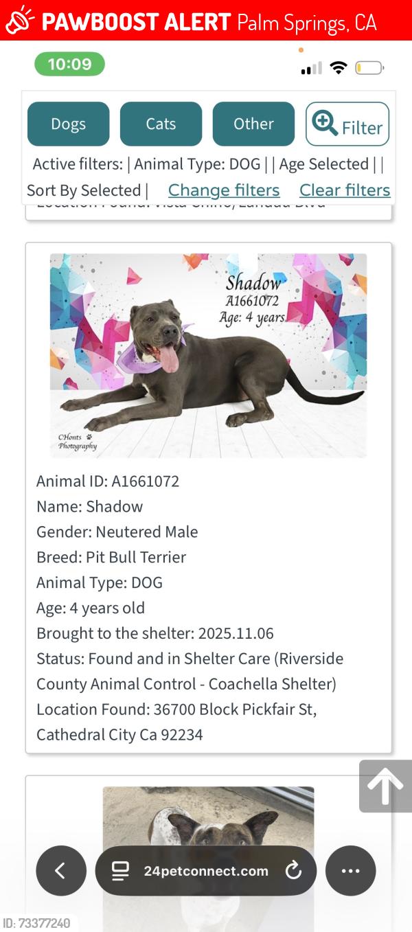 Lost Male Dog last seen Vista chino and sunrise way, Palm Springs, CA 92262
