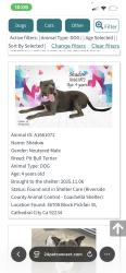 Lost Male Dog last seen Vista chino and sunrise way, Palm Springs, CA 92262