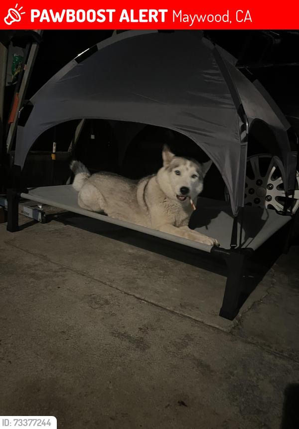 Lost Female Dog last seen Slauson and Atlantic, Maywood, CA 90270