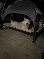 Lost Female Dog last seen Slauson and Atlantic, Maywood, CA 90270