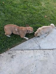 Reunited Female Dog last seen Bristol Lane and Dorset Lane, Tracy, CA, Tracy, CA 95377
