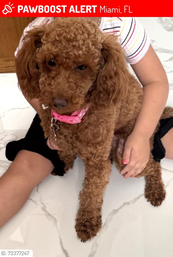 Lost Female Dog last seen Davie, Miami, FL 33184