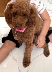 Lost Female Dog last seen Davie, Miami, FL 33184