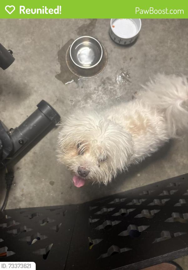 Reunited Male Dog last seen Pebble brook subdivision, Tallahassee, FL 32311