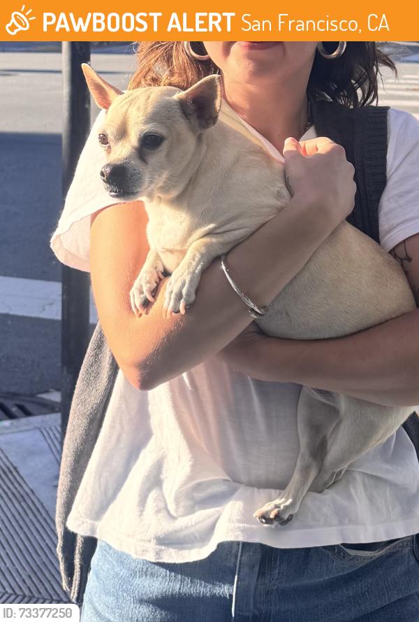 Found/Stray Female Dog last seen Geary and 33rd, San Francisco, CA 94121