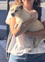 Found/Stray Female Dog last seen Geary and 33rd, San Francisco, CA 94121