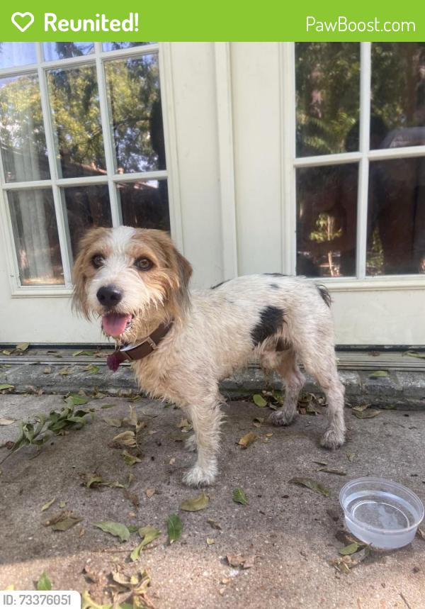 Reunited Male Dog last seen Browning Dr& Park Row, Arlington, TX 76010
