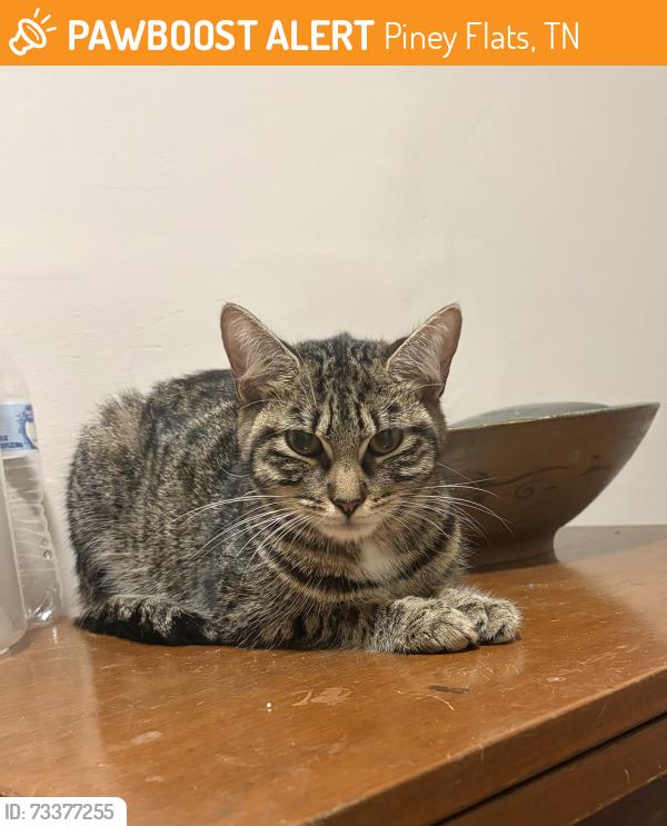 Found/Stray Unknown Cat last seen Near boat ramp, Piney Flats, TN 37686