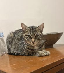 Found/Stray Unknown Cat last seen Near boat ramp, Piney Flats, TN 37686