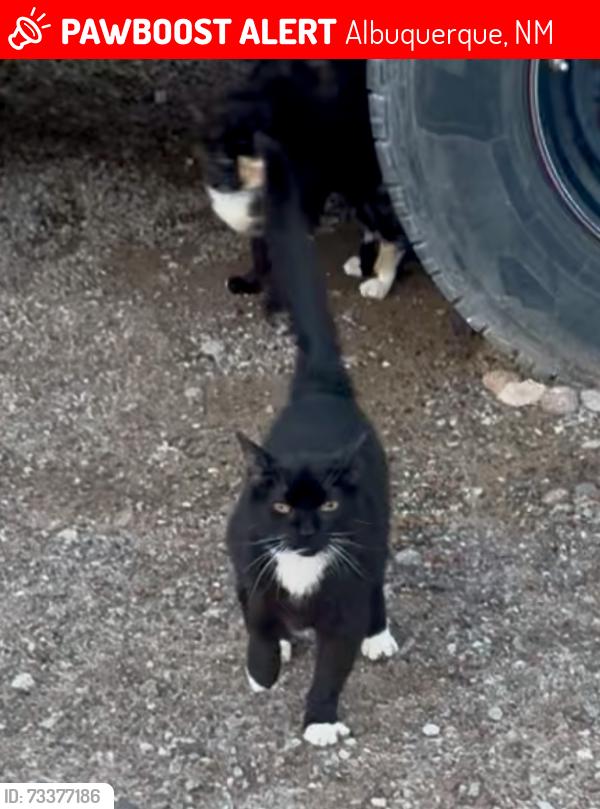 Lost Female Cat last seen Near Edith & Ranchitos Loop NE, Paseo del Norte & Edith NE Los Ranchos de Albuquerque., Albuquerque, NM 87113