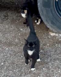 Lost Female Cat last seen Near Edith & Ranchitos Loop NE, Paseo del Norte & Edith NE Los Ranchos de Albuquerque., Albuquerque, NM 87113