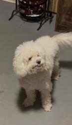 Lost Male Dog last seen Close to S Gordon Rd, Austell, GA 30168
