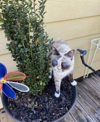 Lost Female Cat last seen Last seen inside our home off 444, Springfield, LA 70462