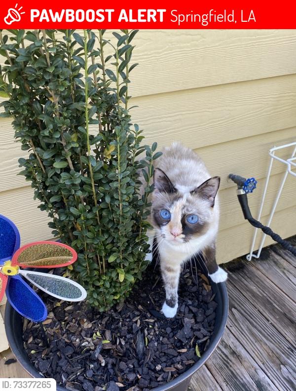 Lost Female Cat last seen Last seen inside our home off 444, Springfield, LA 70462