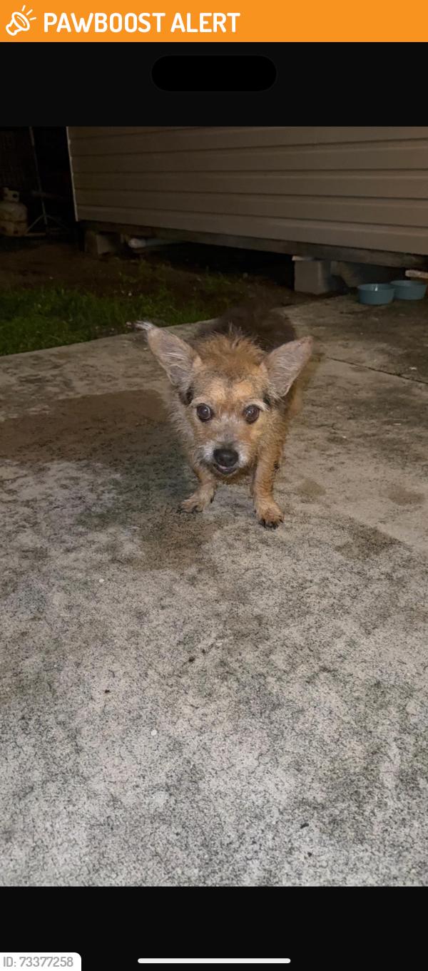Found/Stray Male Dog last seen Av live oak dr, West Palm Beach, FL 33415
