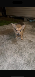 Found/Stray Male Dog last seen Av live oak dr, West Palm Beach, FL 33415