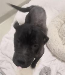 Shelter Stray Female Dog last seen THORNTON & CEDAR, 1950 Stevenson Blvd, Fremont, CA 94538, USA