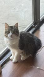 Lost Male Cat last seen Millard dr, Riverside, CA 92503, Riverside, CA 92503