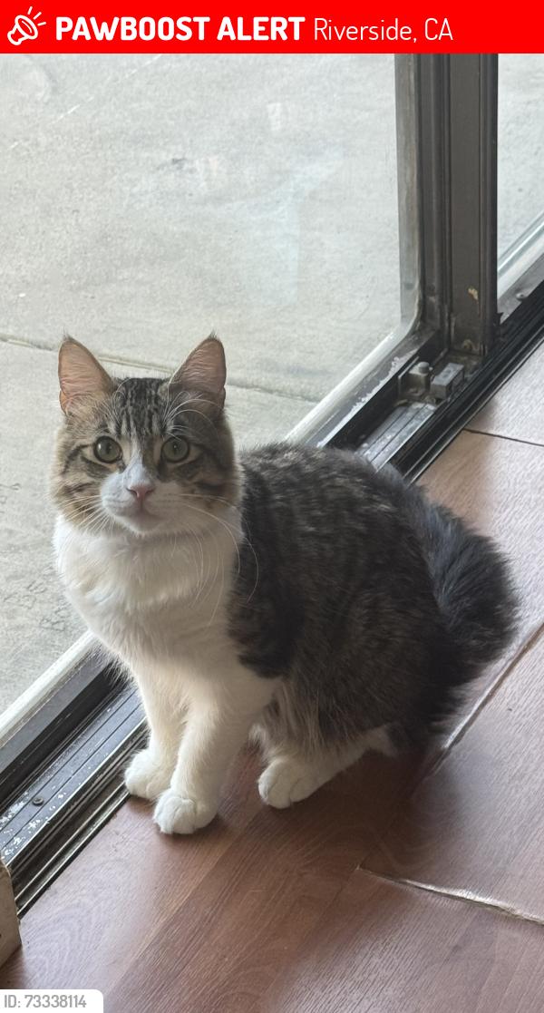 Lost Male Cat last seen Millard dr, Riverside, CA 92503, Riverside, CA 92503