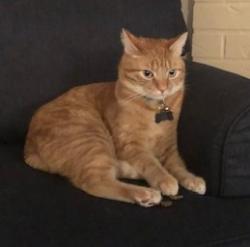Lost Male Cat last seen East 52nd Street & East K Street, Tacoma, WA 98404