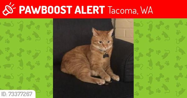 Lost Male Cat last seen East 52nd Street & East K Street, Tacoma, WA 98404