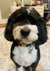 Reunited Male Dog last seen Anglin and Meredith street, Cleburne, TX 76031